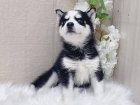 HUSKY SİBİRYA YAVRULARI