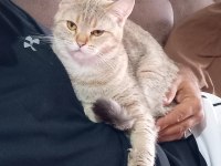 Golden British 2 buçuk yaşında dişi kedi