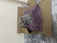 British longhair kedimiz