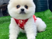 Pomeranian Boo Yavrularımız