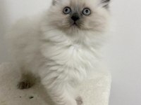 KALİTE İSTEYENLERE ÖZEL BRİTİSH SHORTHAİR KEDİLER