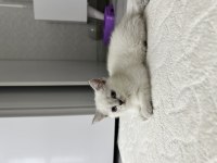 2 aylık yavru british shorthair safkan