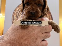 Sevimli Irk Toy Poodle