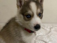 Dişi Yavru husky