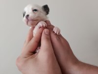 Anne altında A kalite chihuahua yavrular