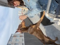 SAFKAN DOBERMAN