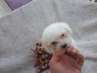 Sıfır boy orijinal maltese köpeklerim