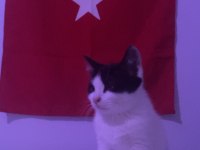 Kedimizi Bakamadığımız İçin Veriyoruz