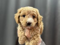 Mini boy maltipoo bebekler