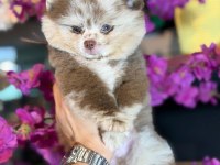 Ayı surat pomeranian bebekler