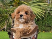Eğitilebilir Maltipoo Yavruları ile Evinize Neşe Katın