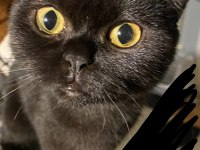 KEDİMİZ ÜCRETSİZ ÖMÜRLÜK YUVASINI ARIYOR