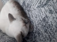 British shorthair kedimizi sahiplendirme