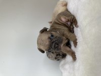 A KALİTE RENK RENK FRENCH BULLDOG