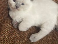 1 Aylık Safkan Scottish Fold Yavrumuza yuva arıyoruz