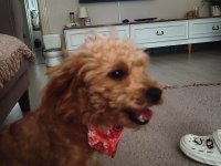 6 aylık dişi maltipoo