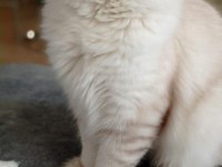 KEDİMİZ ÖMÜRLÜK YUVA ARIYORLAR