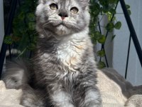 SAĞLIK VE IRK GARANTİLİ MİNİK DEV KEDİLERİMİZ