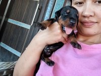 Şecerli Doberman Yavrularımız
