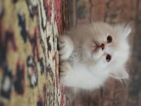 British Longhair Golden Kedim 1,5 Aylık