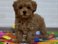 Maltipoo Saf