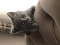 3 Aylık Leo British Shorthair