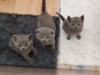 Biricik kızımızın güzel yavruları scottish