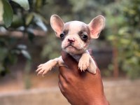 A KALİTE ERKEK DİŞİ FRENCH BULLDOG YAVRULAR