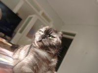 Scottish Fold Kısır Dişi Kedimiz