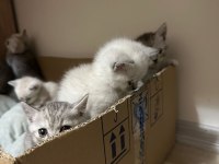 Safkan yavrular british shorthair