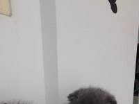 Denizli scottish fold yavrularım