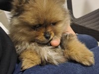 4 aylık akıllı pomeranian