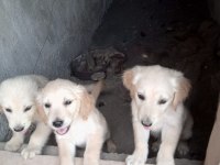 Golden retriever yavrumuz