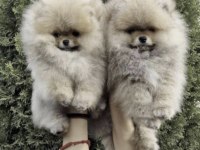 Pomeranian Boo Yavrular