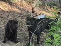 Bir Çift Cane Corso