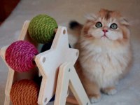 Scottish fold anne ve baba full şecereli elite pet
