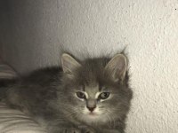 Sahibinden gemiye çıkma sebebiyle british longhair
