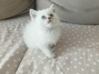 British Longhair Erkek Yavru