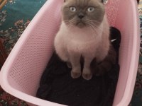 British shorthair blue point dişi 1 yaşında