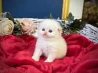 highland fold red point scottish fold bebeğimiz