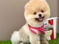 Safkan Pomeranian Boo Yavrularımız