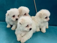 Tea cup kore kan maltese bebekler