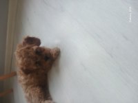4 dişi ve 2 erkek yavru köpeklerimiz