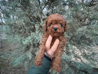 HAYALİNİZDEKİ POODLE EVLADINIZ SADECE BİR TELEFON UZAĞIZ