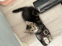 Kedimiz Minik Soda Ailesine Kavuşturmak İstiyoruz