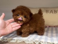 Toy Poodle Red Brown Ultra Mini Yavrularımız