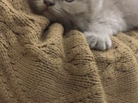 Yeni doğan scottish fold