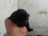Rottweiler köpeği sahiplendirme