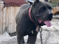 Cane corso cinsi köpeğimiz