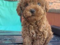 4 Aylik Erkek Poodle